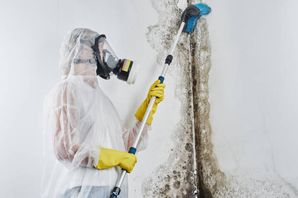 Why You Should Choose Our Mold Remediation Services in Moose Lake, MN